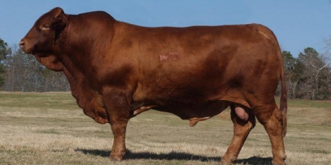 Osjemenjivač bikova: fotografija i pravila odabira